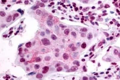 Immunohistochemistry-Paraffin: S1P2/EDG-5/S1PR2 Antibody [NBP3-14465]